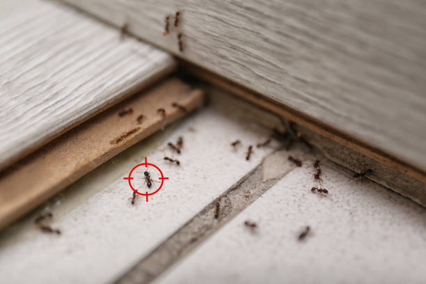 Best Pest Removal Services  in Madison, NC