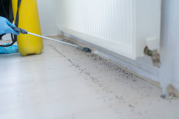 Best Local Pest Control Services  in Madison, NC